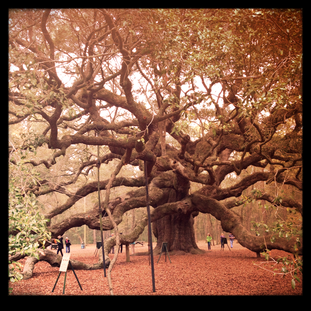 deep-roots-old-trees-and-a-life-of-faith